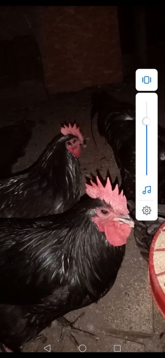 Cocoși Australop!!!