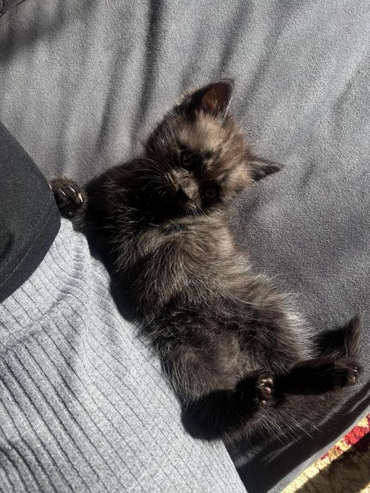 Продаётся котёнок