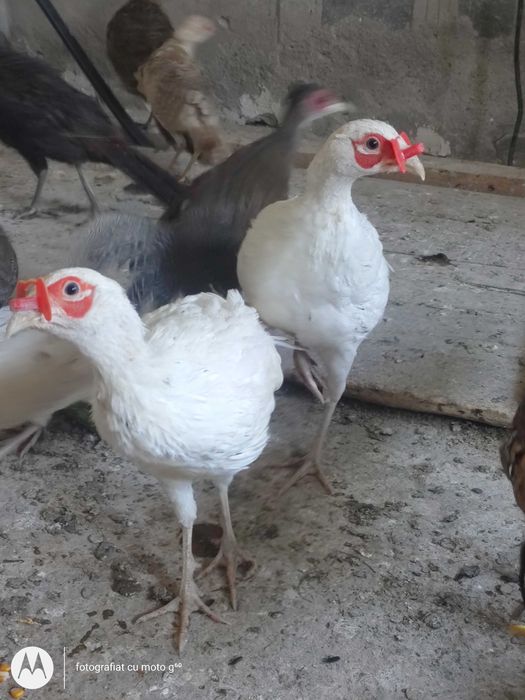 Vând fazan comun alb