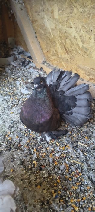 Vând porumbei voltați indieni