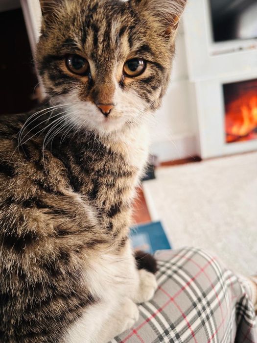 Отдам кошку в добрые руки