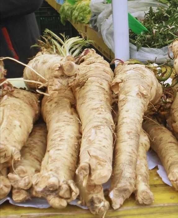 Rizomi ( tuberculi) de Hrean alb, pt plantat