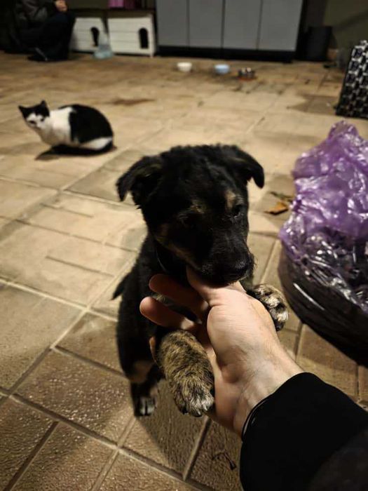 Pui de catel pentru adoptie (pereche) Targoviste, Dambovita - Superbi!