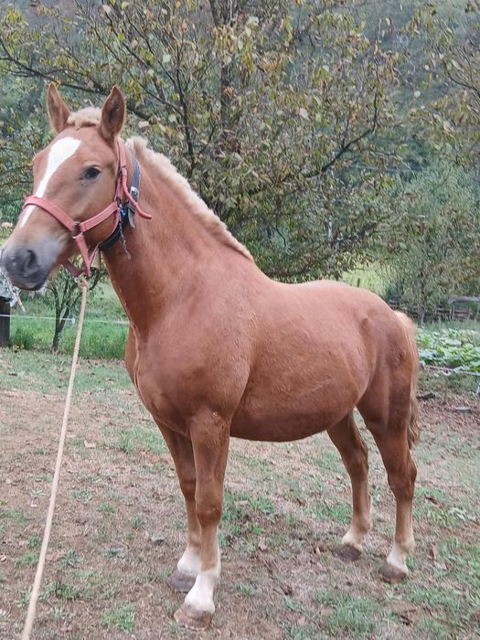 Vând mânză sau schimb cu  mânză tărcată