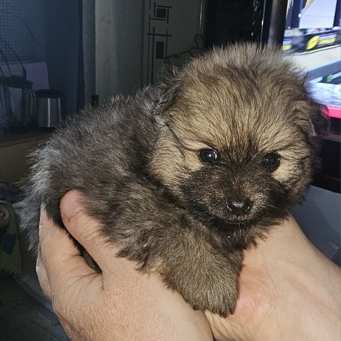 Продам щенков немецкого шпица