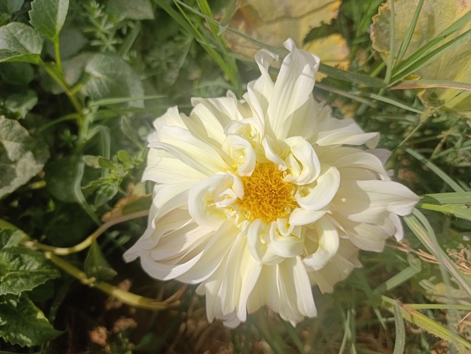 Гул Георгин картошкаси Цветы  Клубни Георгина