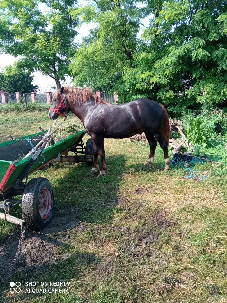 Vând mânz in vârstă de 2 ani