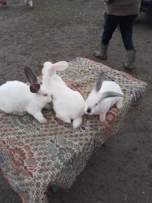 Vând Iepuri Hicole francezi și Uriași de Transilvania