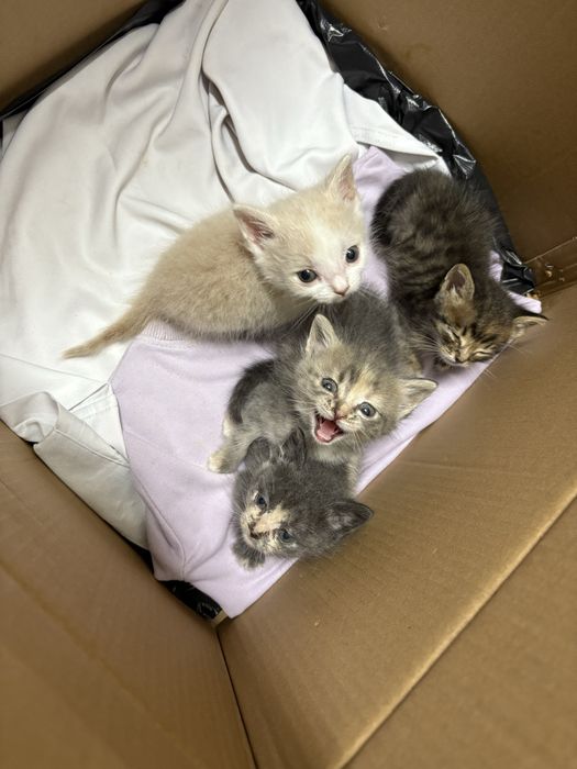 Короткошерстные котята