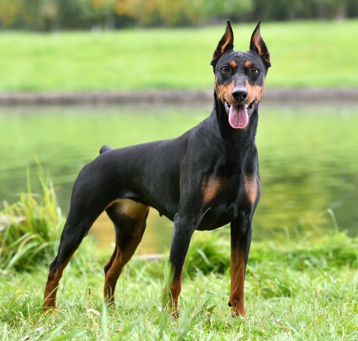 Шикарная собака.