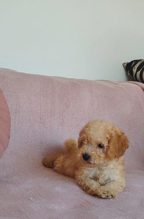 Той пудел, мини пудел