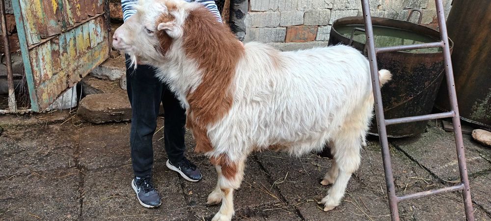 Țap de vânzare,  pret negociabil. Merită văzut.