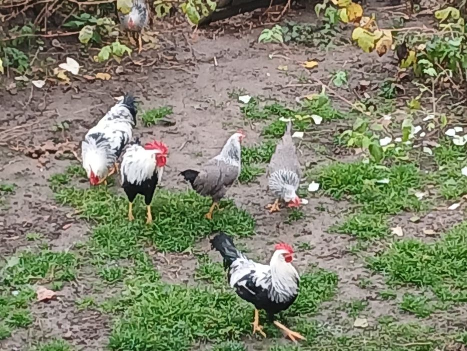 Cocoși Italiana argintie