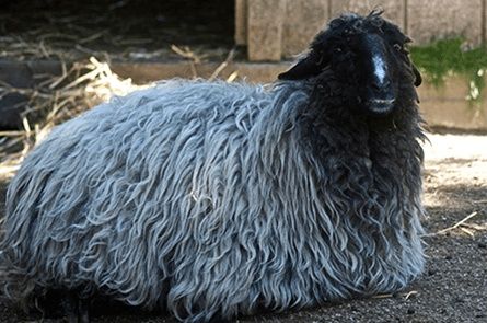 Vand oi turcana si merinos