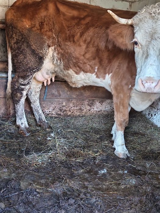 Vând vacă de 4 ani cu lapte