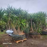 Yucca gigantea 100 pe stoc
