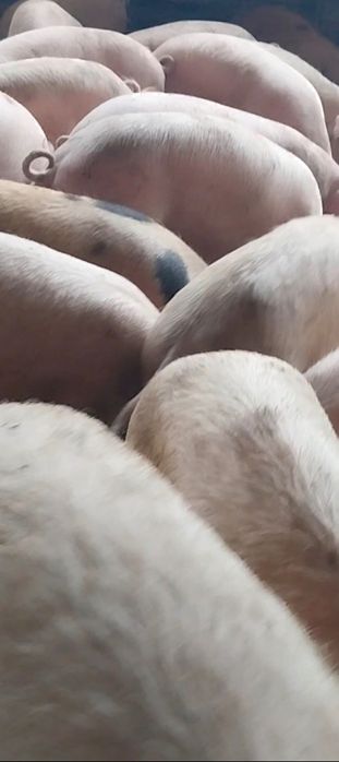 Продавам Бели Домашни Прасета