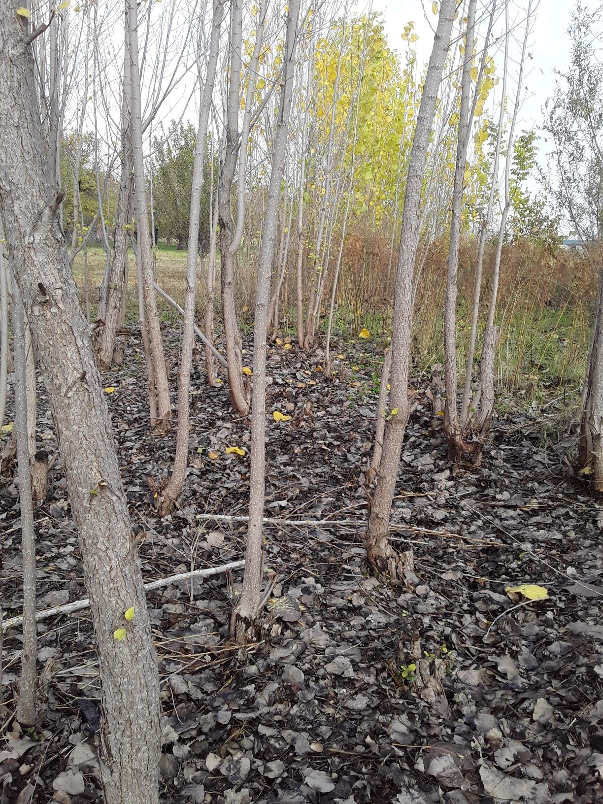 Terak sotiladi vasalik