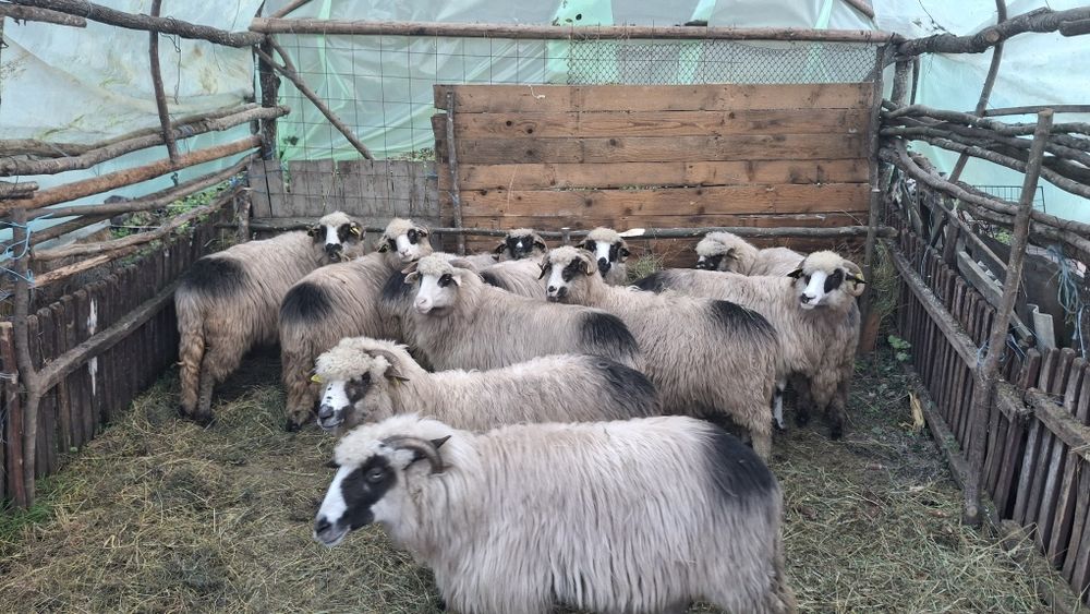 Vând oi pentru mai multe detalii in privat.
