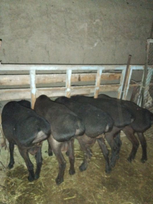 Uruğlika quylar sotiladi srochna yeb ichishi zur