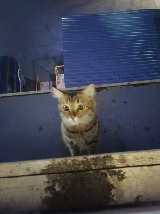 Кот 10 месяцев умный