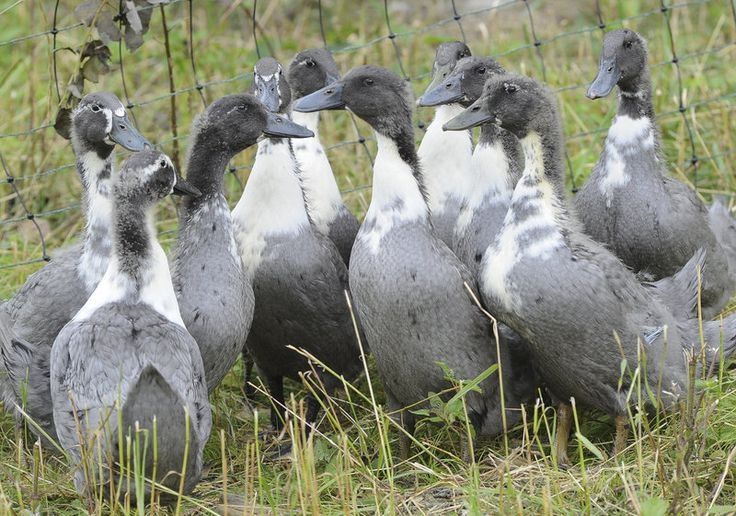 Утиные яйца | O'rdak tuxumlari