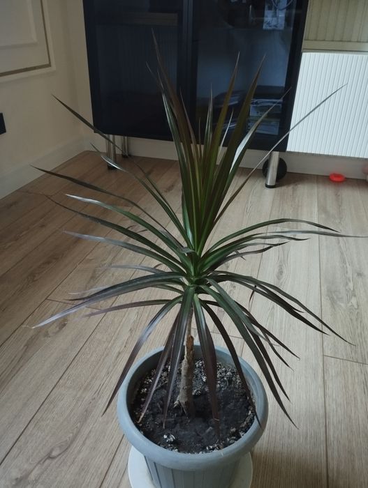 Продам комнатные цветы