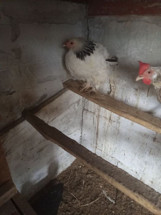 Продам молодых петухов порода брама и загорские