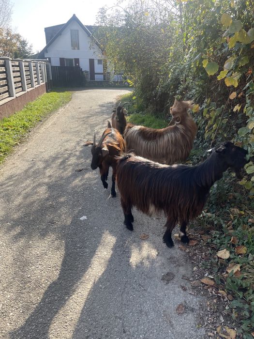 Vand capre tinere gestante