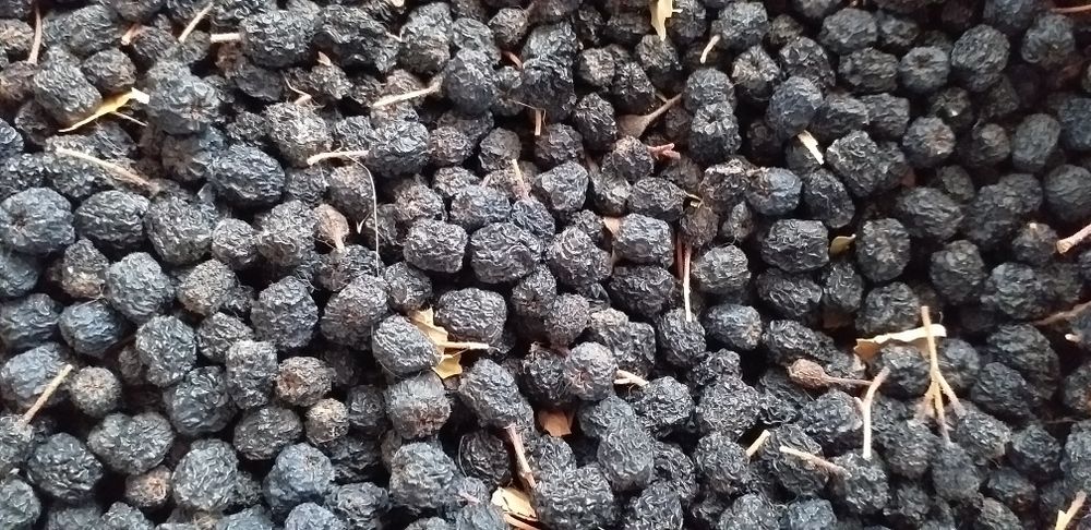 Aronia uscata bio
