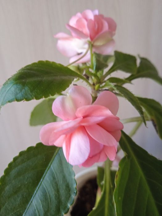 Бальзамин розовый махровый