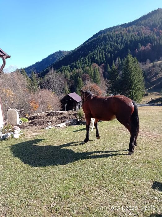 Mânzul manzul are 1 an si 6 luni