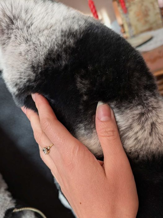 Geacă superbă din blană naturală de iepure Rex (Chinchilla Look)