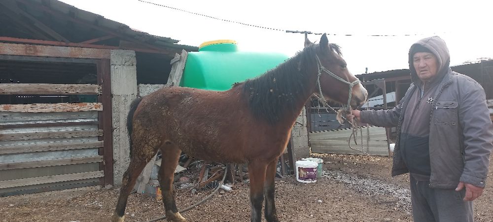 Срочно продается скот