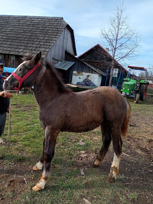 Vand manz de sase luni