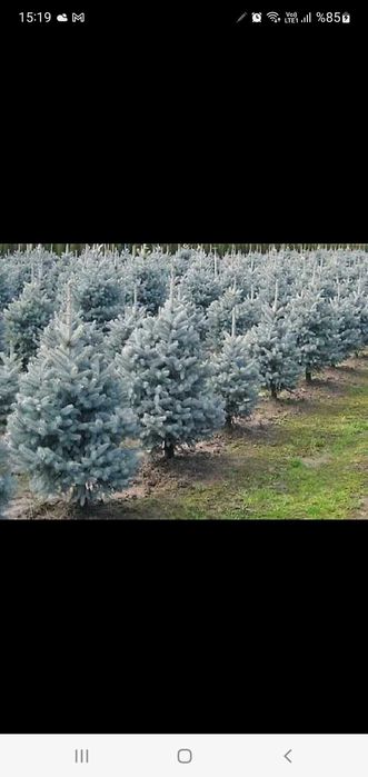 Сребристни елхи и смърчове