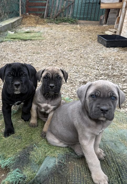 Кане Корсо / Kane Korso