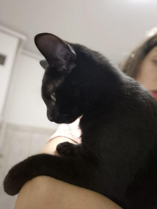 Nola, pisica care adora sa stea in brate