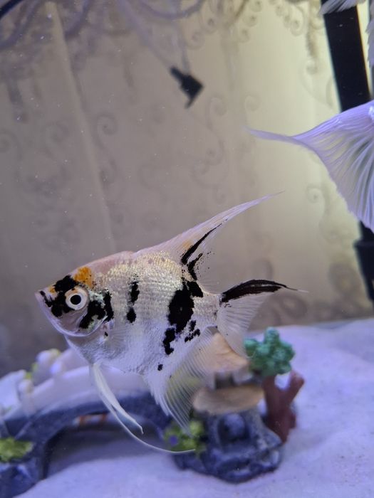 Platina koi va skalari