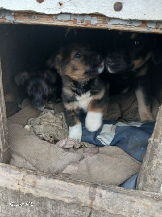 Срочно!!! Нужно найти дом щенкам..