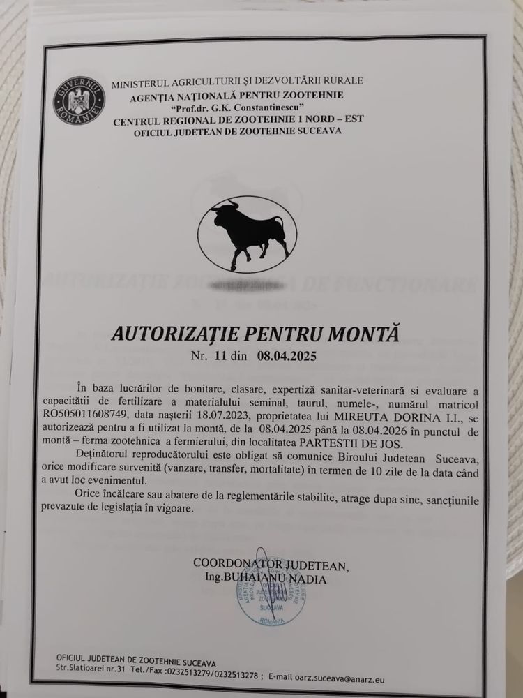 Vând taur autorizat