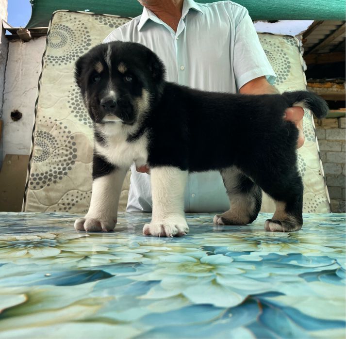 Щенок алабая ( Супер Гигант )