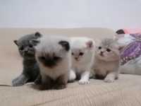 Pui pisica British shorthair