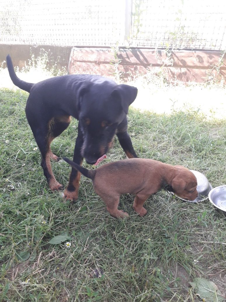 Disponibili patru căței