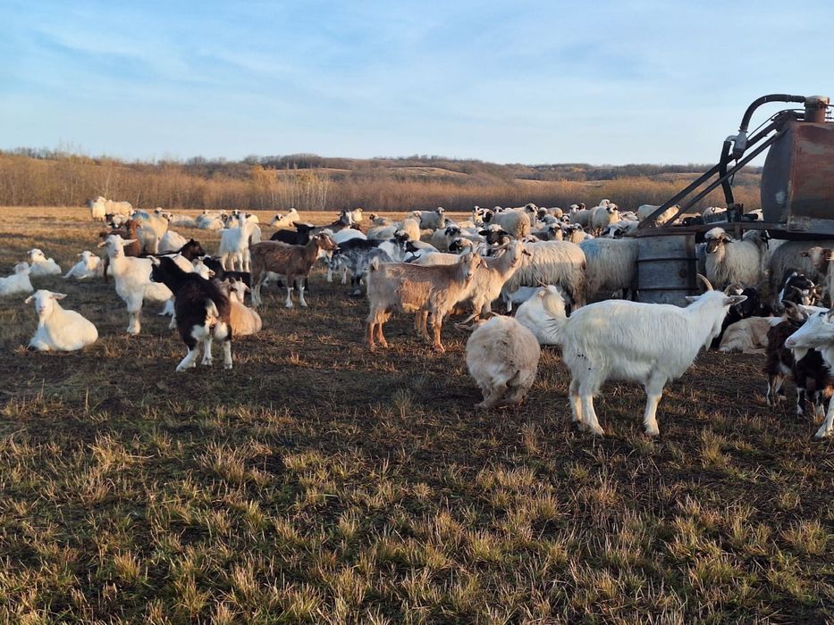 Capre de vanzare pe ales