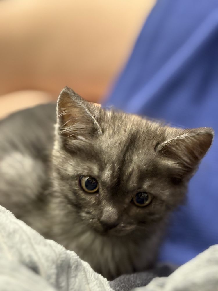 Котенок девочка ищет дом