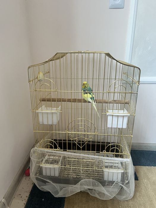 Клетка для попугая+ попугай