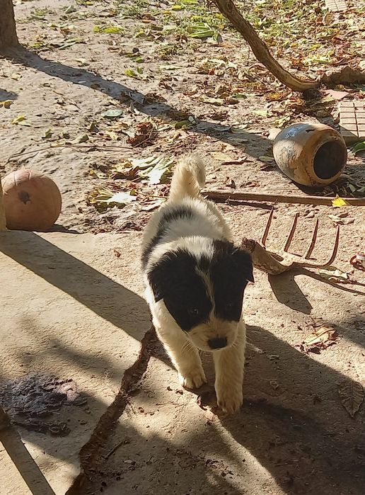 Продавам каракачанчета.