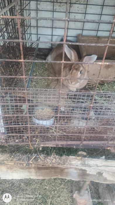 Пордавам зайци ваксинирани