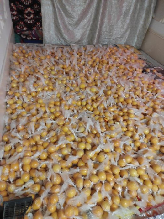 Mir navgli limon Hosili. 50.000 SUM